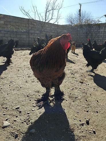 sultan papuqay satisi: Təmiz qan brama 7-12 aya qədər var 30-60 manata qədər qiymətlər — 4