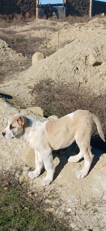 it adları azərbaycanca: Qurdbasar, 3 ay, Erkek, Peyvəndli, Ödənişli çatdırılma — 4