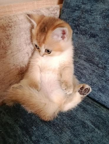 Şotland, Erkək, Ünvandan götürmə