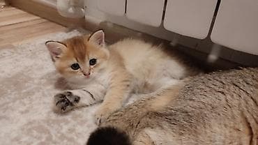 Кошки: Золотая шиншилла, Самец, В добрые руки, Самовывоз — 3