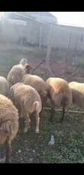 qurbanliq qoyun geyimleri: 13,25 kq kimi qiymət razılaşma yolu ilə erkək və dişi qarışıq — 3