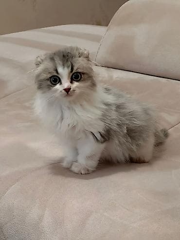 pisiy qabi: Şinşilla, Erkək — 1