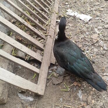 kayuqa ordək: Lal ördəklər macar sortu zümrüdü mirvari göy rəng balalarda satılır — 16