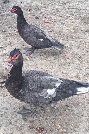 keci balasi satilir: Erkək, | Macar, Ətlik, Pulsuz çatdırılma — 1