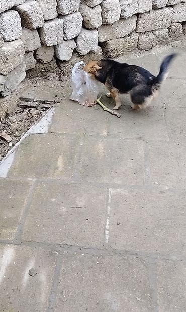 itlerin davasi: 6 ay — 4