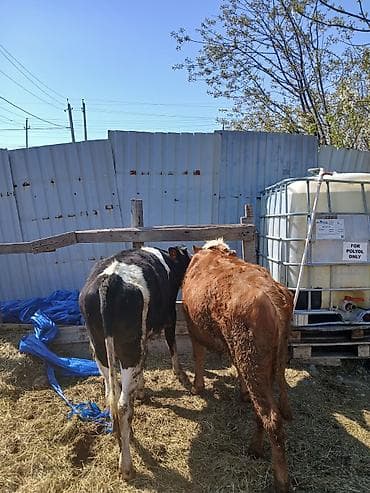 pisik ucuz: Satılır: 2 baş dana her biri disdir cut satilir tek tek satilmir ¡ - — 3