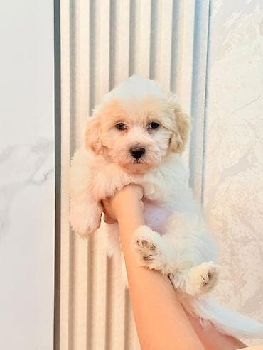 pisik ucun evler: 2 ay, Erkek, Peyvəndli — 4