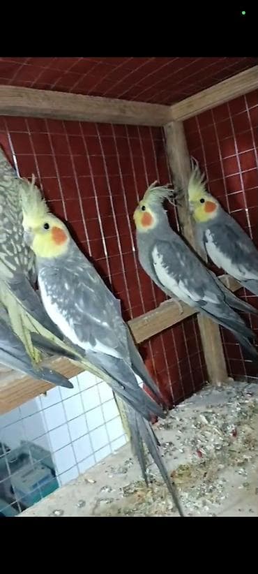 quş adları: Salam El quwuda var icinde 2 dene ikside erkekdi onlarin qiymeti — 1