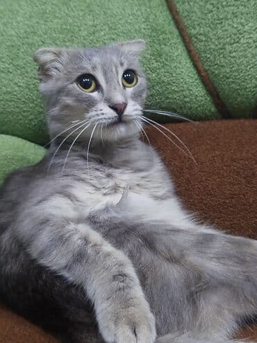 Şotland yastı qulaq, Dişi