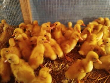 pekin ördək: Ördək cücələri, Ətlik, Pulsuz çatdırılma, Ödənişli çatdırılma, Rayonlara çatdırılma — 4