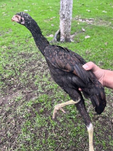 cins inekler: Курица, Для разведения — 9