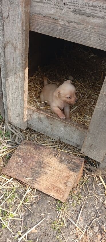 ən gözəl it adları: 1 ay, Erkek, Peyvəndli, Ödənişli çatdırılma — 4