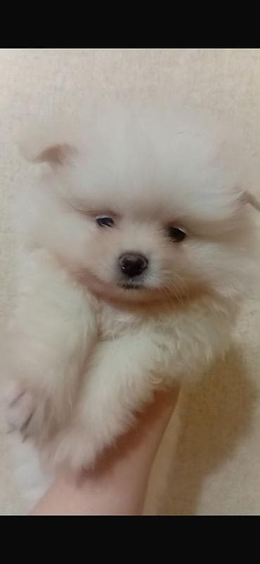qara it sekilleri: Şpitz, 2 ay, Erkek, Cütləşmə üçün, Pulsuz çatdırılma — 2