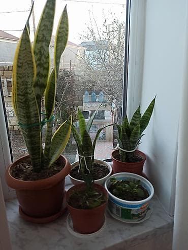 dekorativ bitkilər: Müxtəlif formalı yarpaqları olan dibçək bitkisi. Bəzi bitkilər iri — 7