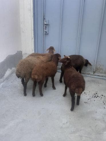 4 dişi 1 erkək sağlam quzulardı 3 aylığdılar real alıcılar əlaqə — 3