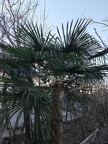 Çöl bitkiləri: Palma ağacı gövde boyu 2 m den çoxdur obsi boyu 4 m yaxın olar — 3