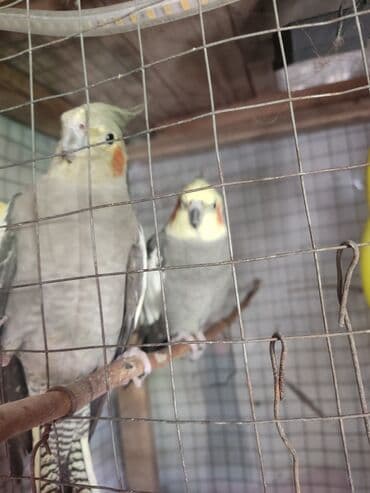 hazır hicablar: Hazır cüt korella quşları satılır. yumurta üçün yuvaya giriblər. ünvan — 4