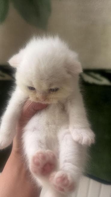 вислоухий шотландец котенок: Шотладская вислоухая — 6