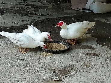 Ağ rəngli, qırmızı üz nişanları olan üç ördək təsvir edilmişdir. İki