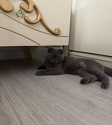 profil ucun pisik sekilleri: Şotland yastı qulaq, Dişi, Yaxşı əllərə, Ünvandan götürmə — 9