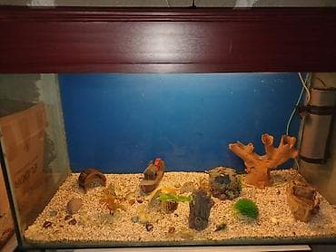 kreditle it satisi: Dördbucaq akvarium, Boş, 300 l — 5