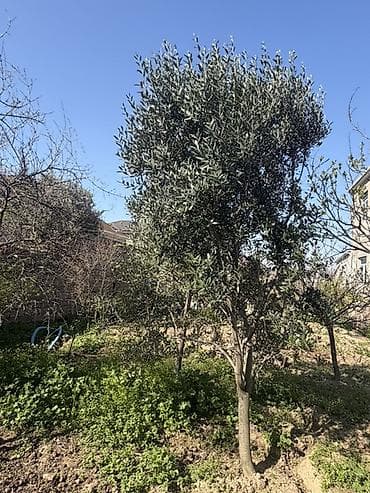 sakura ağacı: Buzovna və koroğlu metrosuna pulsuz — 2