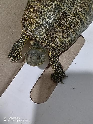 heyvan evləri: Quru‑suda yaşayan tısbağa (göllük/su tısbağası tipli) - Növ: yarı su — 7