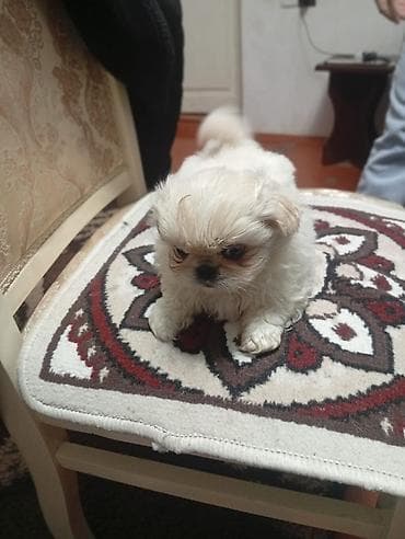 boo itleri: Pekines, 2 ay, Erkek, Peyvəndli, Ünvandan götürmə — 1