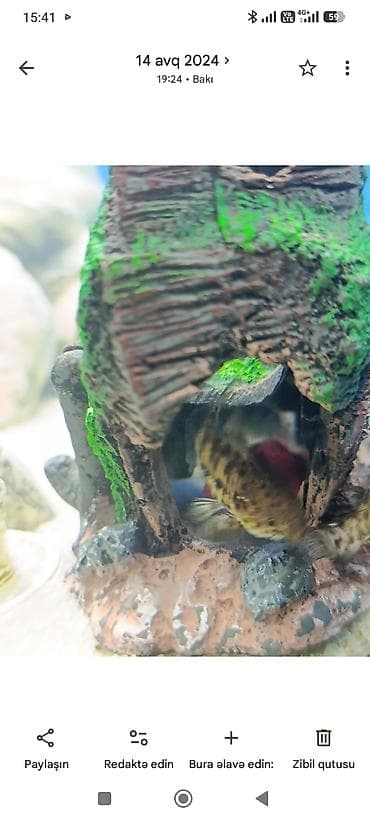 heyvanlar: Akvarium-şkaf, Balıqlarla birlikdə, 200 l — 9