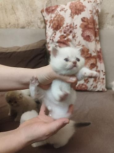 pisik cutlesme: Britan — 3