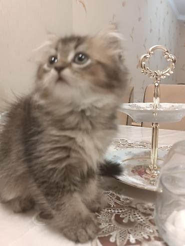 pişiyler: Yumşaq tüklü, iri gözlü balaca pişik balası. - Uzun və sıx tüklü — 4