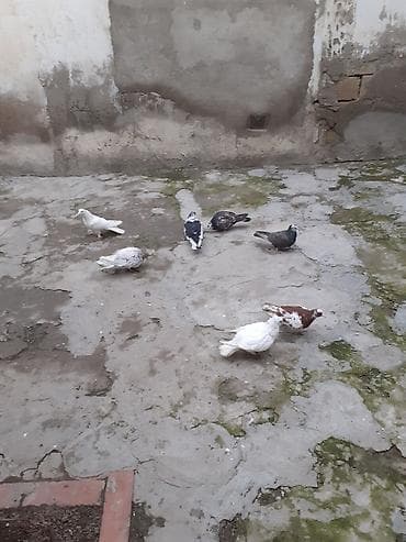 heşterxan quşu: 7dene gusdur biri 3 azn cilde var — 5