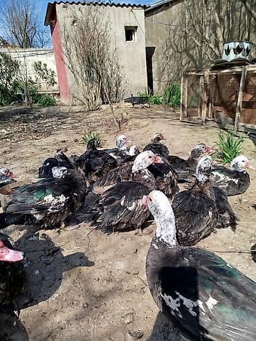 Gəmiricilər: Lal ördəklər satilir dişidilər sağlam yerli sortdu — 4