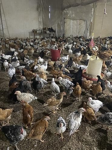 cüce yemi: Təsərrüfat üçün qarışıq yerli cins cücələr - Məhsul: Ətlik/yumurtalıq — 8