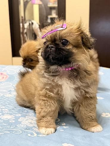 Pekines