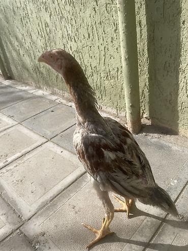 qaz ve ordek: Sentyabr axrıdı kül beçədi. Real alıcılar yazsın atasın anasın — 1