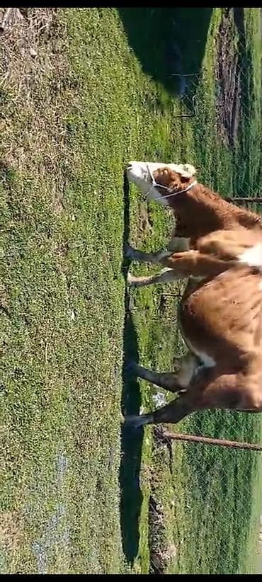 inək satılır: Təmiz qan smental inək. 3cübalasidir — 4