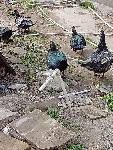 popugay satisi: Самка, | Lal ordek, Для мяса — 5