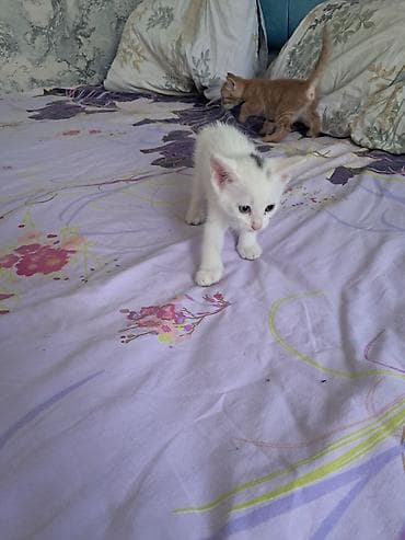 Кошки: Самка, В добрые руки, Самовывоз — 2