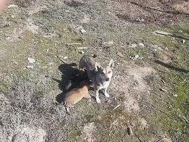 itlerin satiwi: Zvonok — 3