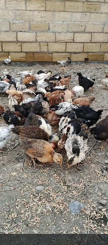 Toyuq cücələri, Damazlıq lalafo.az -da Toyuq cücələri, Damazlıq