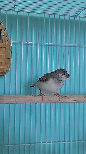 amadin qusu: Amadinlər 3 ü = cəmi 45 azn . 1 erkək 2 dişi . Tam sağlam — 7