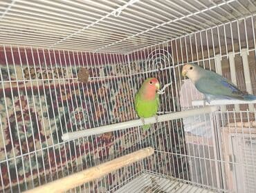 Məhsul: Dalmatinka/agapornis (lovebird) papuqayları – müxtəlif rəng