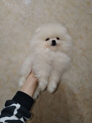 heyvan bazarı: Şpitz, Peyvəndli — 2