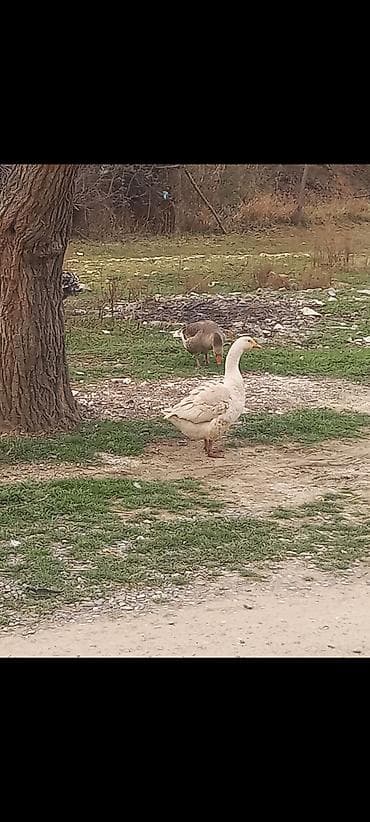 Yeri qaz satlır bir erkey bir dişi lalafo.az -da Yeri qaz satlır bir erkey bir dişi