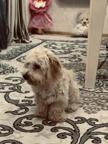 ev iti satilir: Erkek, Ünvandan götürmə — 6