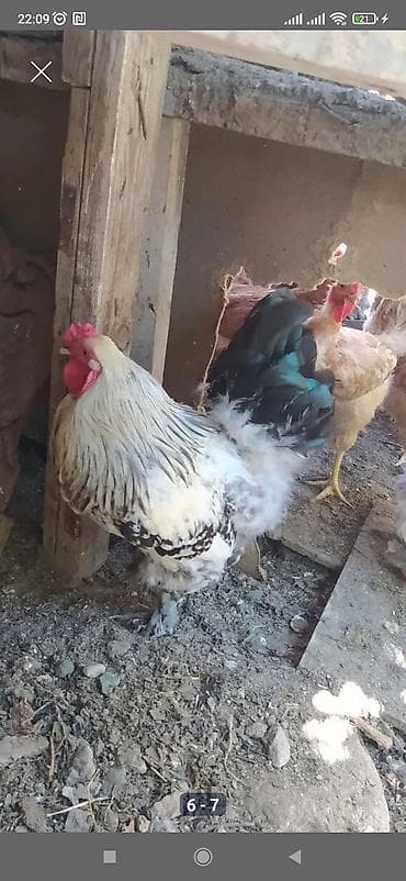 hind toyuqu: Toyuq, Yumurtalıq — 8