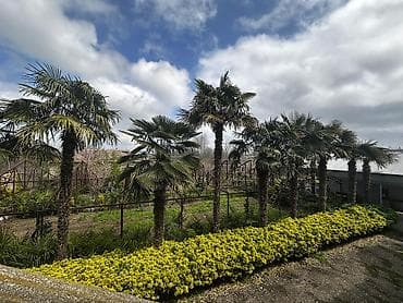 Bitkilər: Beyləqan rayonu, Daşburun kəndində yerləşən 10 ədəd sağlam, 20 illik — 1