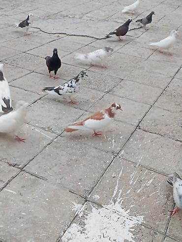 amadin quşu: Tək tək 10 azn hopdum endirim olacaq — 5
