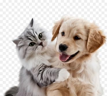 Здравствуйте! Если вы уезжаете на отдых и вам не скем оставить ваших lalafo.az -da Здравствуйте! Если вы уезжаете на отдых и вам не скем оставить ваших